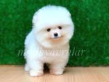Orijinal Pomeranian Yavrularımız