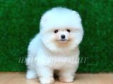 Orijinal Pomeranian Yavrularımız