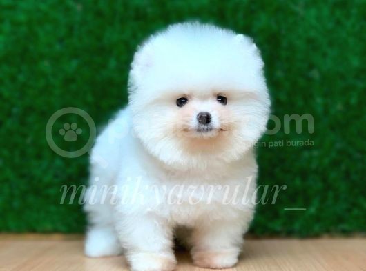 Orijinal Pomeranian Yavrularımız görsel