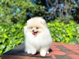 Ayı Surat Garantili Mini Boy Pomeranian