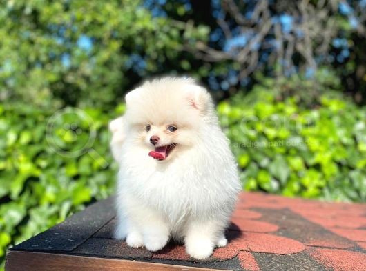 Ayı Surat Garantili Mini Boy Pomeranian görsel
