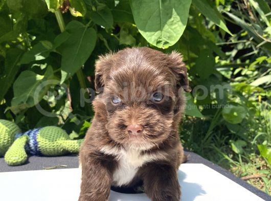 Çikolata Maltipoo görsel