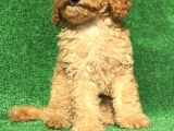 Safkan Minyatür Poodle Yavrularımız