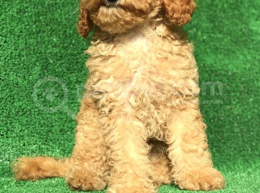 Safkan Minyatür Poodle Yavrularımız görsel