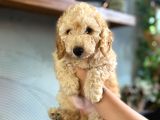 2 Aylık Toy Poodle Bebeğimiz