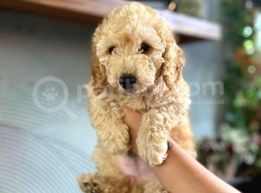 2 Aylık Toy Poodle Bebeğimiz görsel