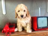 2 Aylık Toy Poodle Bebeğimiz