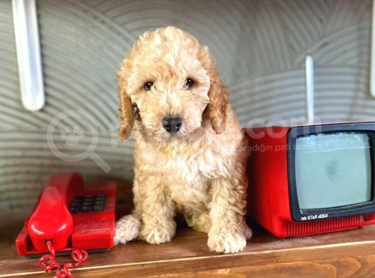 2 Aylık Toy Poodle Bebeğimiz görsel