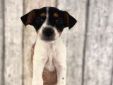 Sevimli Jack Russel Yavrularımız