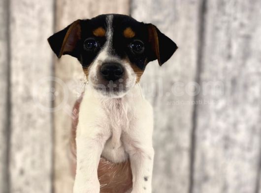 Sevimli Jack Russel Yavrularımız