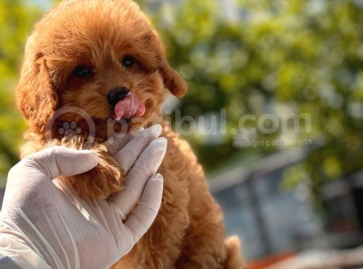 Minicik Toy Poodle Yavru