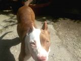 Rednose Chapo