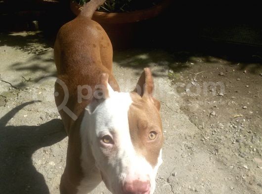 Rednose Chapo