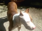 Rednose Chapo