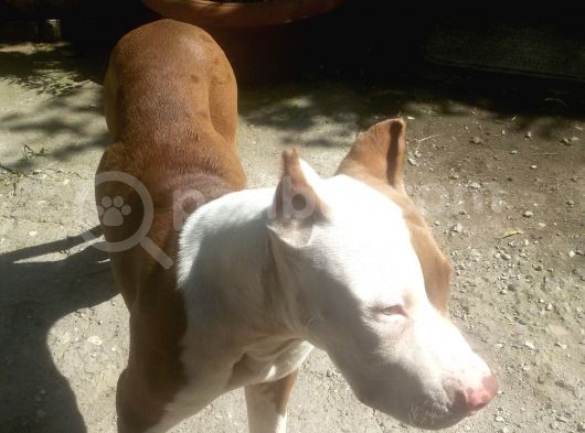 Rednose Chapo görsel