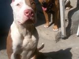 Rednose Chapo