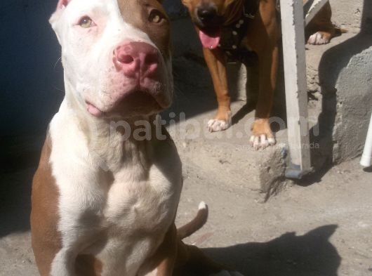 Rednose Chapo görsel