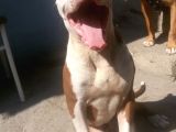 Rednose Chapo