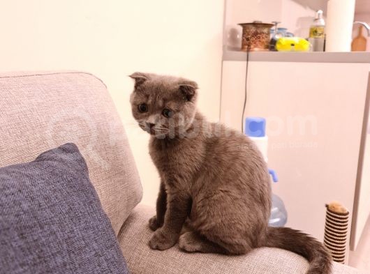 3 Aylık Erkek Sağlıklı görsel