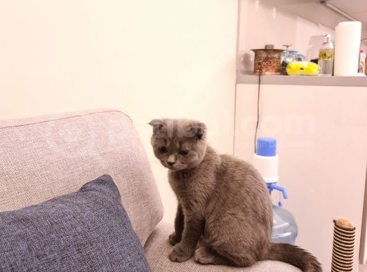 3 Aylık Erkek Sağlıklı görsel