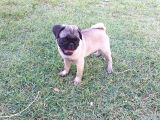 Pug Yavruları