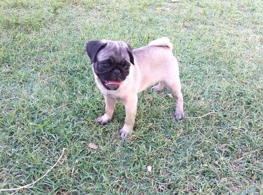 Pug Yavruları görsel