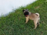 Pug Yavruları