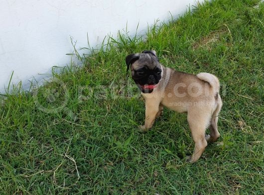 Pug Yavruları görsel
