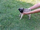 Pug Yavruları