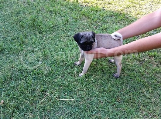 Pug Yavruları