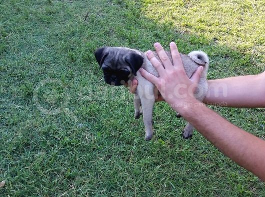 Pug Yavruları görsel