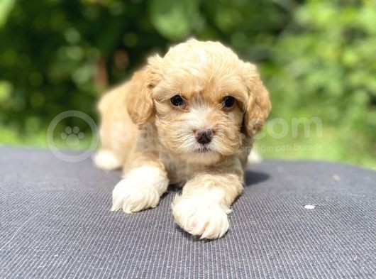 Maltipoo Toy Kahve Kızıl Çikolata görsel
