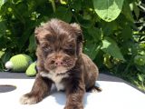 Çikolata Maltipoo