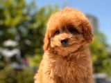 Minicik Toy Poodle Yavru