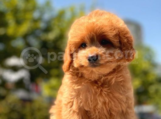 Minicik Toy Poodle Yavru görsel