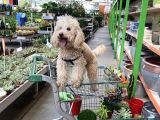 1 Buçuk Yaşındaki Toy Poddle Köpeğime Yeni Yuva Arıyorum