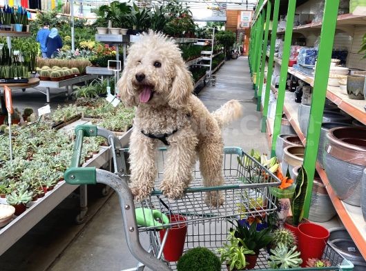 1 Buçuk Yaşındaki Toy Poddle Köpeğime Yeni Yuva Arıyorum