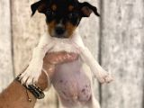 Sevimli Jack Russel Yavrularımız