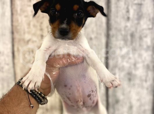 Sevimli Jack Russel Yavrularımız görsel