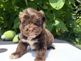 Çikolata Maltipoo