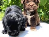 Çikolata Maltipoo