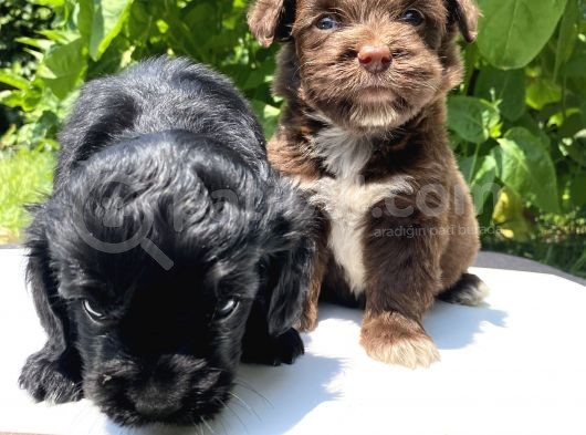 Çikolata Maltipoo görsel