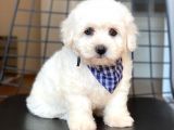 Yakışıklı Maltese Terrier