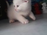 Çok Güzel Mavi Gözlü Beyaz Scottish Fold