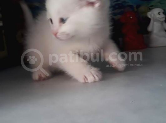 Çok Güzel Mavi Gözlü Beyaz Scottish Fold görsel