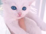 Çok Güzel Mavi Gözlü Beyaz Scottish Fold