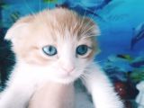 Çok Güzel Mavi Gözlü Beyaz Scottish Fold