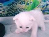 Çok Güzel Mavi Gözlü Beyaz Scottish Fold