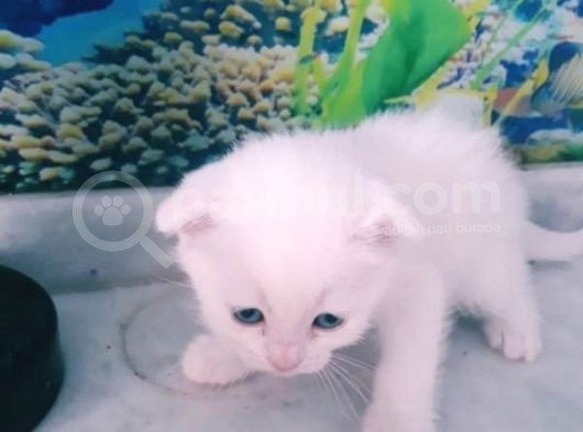 Çok Güzel Mavi Gözlü Beyaz Scottish Fold