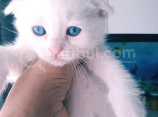 Çok Güzel Mavi Gözlü Beyaz Scottish Fold görsel